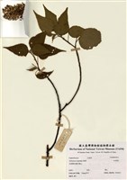 藏品(紅帽頂)的圖片